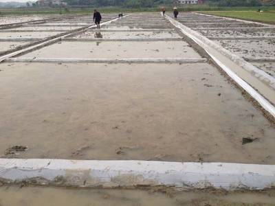 “神鋤”生物菌劑 重金屬污染土壤降鎘效果顯著